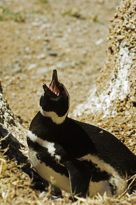 20071209 115438 D2X 1400x4200.jpg - Penguin, Puerto Madryn